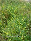 Իշառվույտ դեղատու - Донник лекарственный - Melilotus officinalis (L.) Pall