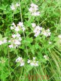 Ուրց սողացող - Тимьян ползучий - Thymus serpyllum L.