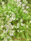 Ուրց սողացող - Тимьян ползучий - Thymus serpyllum L.