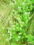 Ուրց սողացող - Тимьян ползучий - Thymus serpyllum L.