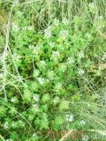 Ուրց սողացող - Тимьян ползучий - Thymus serpyllum L.