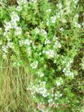 Ուրց սողացող - Тимьян ползучий - Thymus serpyllum L.