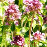 Ուրց սողացող - Тимьян ползучий - Thymus serpyllum L.