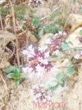 Ուրց սողացող - Тимьян ползучий - Thymus serpyllum L.