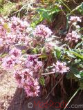 Ուրց սողացող - Тимьян ползучий - Thymus serpyllum L.
