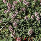 Ուրց սողացող - Тимьян ползучий - Thymus serpyllum L.