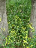 Իշառվույտ դեղատու - Донник лекарственный - Melilotus officinalis (L.) Pall
