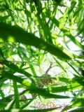 Սեզ սողացող  - Пырей ползучий - Agropyron repens (Z) P. B.