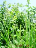 Սեզ սողացող  - Пырей ползучий - Agropyron repens (Z) P. B.