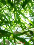 Սեզ սողացող  - Пырей ползучий - Agropyron repens (Z) P. B.