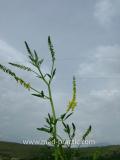 Իշառվույտ դեղատու - Донник лекарственный - Melilotus officinalis (L.) Pall