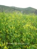Իշառվույտ դեղատու - Донник лекарственный - Melilotus officinalis (L.) Pall