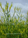 Իշառվույտ դեղատու - Донник лекарственный - Melilotus officinalis (L.) Pall
