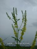 Իշառվույտ դեղատու - Донник лекарственный - Melilotus officinalis (L.) Pall