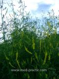Իշառվույտ դեղատու - Донник лекарственный - Melilotus officinalis (L.) Pall