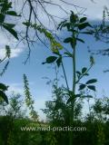 Իշառվույտ դեղատու - Донник лекарственный - Melilotus officinalis (L.) Pall