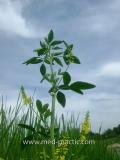Իշառվույտ դեղատու - Донник лекарственный - Melilotus officinalis (L.) Pall