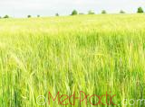Ցորեն - Пшеница - Wheat