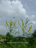 Իշառվույտ դեղատու - Донник лекарственный - Melilotus officinalis (L.) Pall