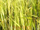 Ցորեն - Пшеница - Wheat
