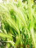 Ցորեն - Пшеница - Wheat