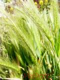 Ցորեն - Пшеница - Wheat