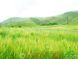 Ցորեն - Пшеница - Wheat