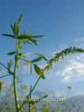 Իշառվույտ դեղատու - Донник лекарственный - Melilotus officinalis (L.) Pall