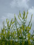Իշառվույտ դեղատու - Донник лекарственный - Melilotus officinalis (L.) Pall