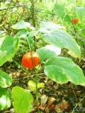 Ֆիզալիս սովորական - Физалис обыкновенный - Alkekengi