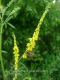 Իշառվույտ դեղատու - Донник лекарственный - Melilotus officinalis (L.) Pall
