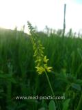 Իշառվույտ դեղատու - Донник лекарственный - Melilotus officinalis (L.) Pall