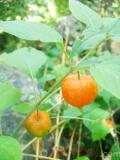 Ֆիզալիս սովորական - Физалис обыкновенный - Alkekengi