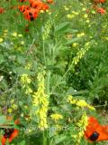 Իշառվույտ դեղատու - Донник лекарственный - Melilotus officinalis (L.) Pall