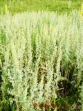 Օշինդր դառը - Полынь горькая - Artemisia absinthium L.