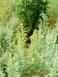 Օշինդր դառը - Полынь горькая - Artemisia absinthium L.