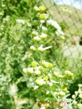Օշինդր դառը - Полынь горькая - Artemisia absinthium L.