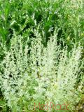 Օշինդր դառը - Полынь горькая - Artemisia absinthium L.