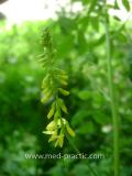 Իշառվույտ դեղատու - Донник лекарственный - Melilotus officinalis (L.) Pall