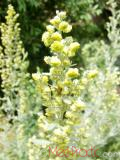 Օշինդր դառը - Полынь горькая - Artemisia absinthium L.