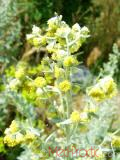 Օշինդր դառը - Полынь горькая - Artemisia absinthium L.