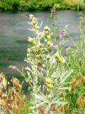 Օշինդր դառը - Полынь горькая - Artemisia absinthium L.