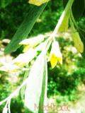 Փշատենի - Локус колистний - Elaeagnus  angustifolia