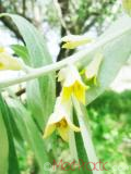 Փշատենի - Локус колистний - Elaeagnus  angustifolia