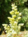 Օշինդր դառը - Полынь горькая - Artemisia absinthium L.