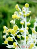 Օշինդր դառը - Полынь горькая - Artemisia absinthium L.