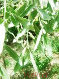 Փշատենի - Локус колистний - Elaeagnus  angustifolia