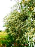 Փշատենի - Локус колистний - Elaeagnus  angustifolia
