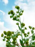 Օշինդր դառը - Полынь горькая - Artemisia absinthium L.