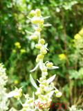 Օշինդր դառը - Полынь горькая - Artemisia absinthium L.